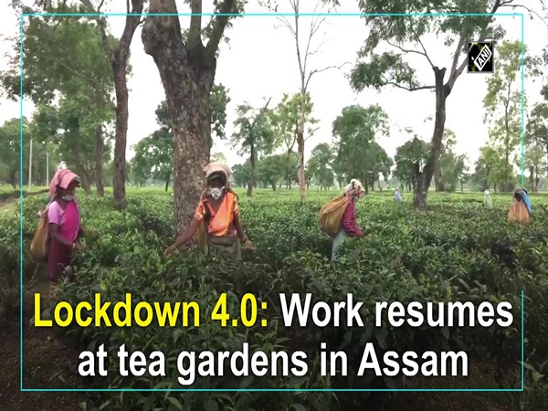 Lockdown 4.0: Work resumes at tea gardens in Assam