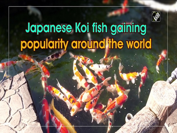 Japanese Koi fish gaining popularity around the world