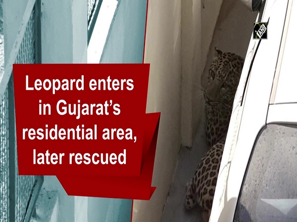 Leopard enters in Gujarat’s residential area, later rescued