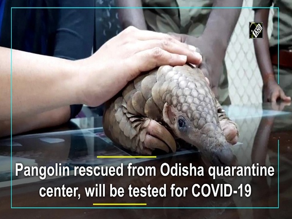 Pangolin rescued from Odisha quarantine center, will be tested for COVID-19